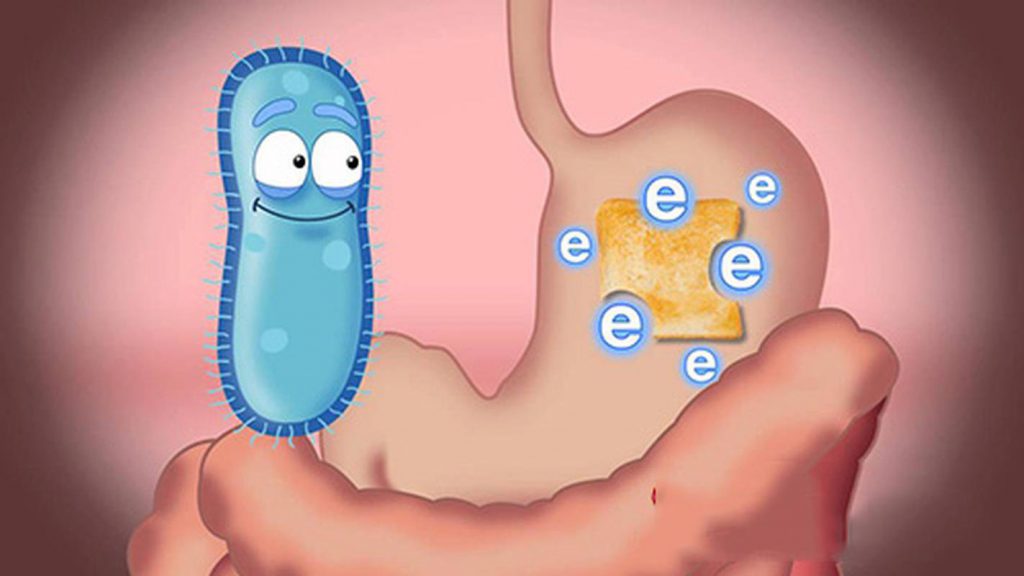 Men vi sinh khác gì men tiêu hóa? - CÔNG TY TNHH TMDV VẠN PHÚC